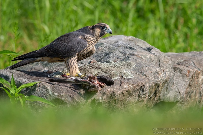 Peregrine Falcon