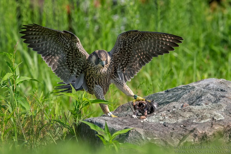 Peregrine Falcon