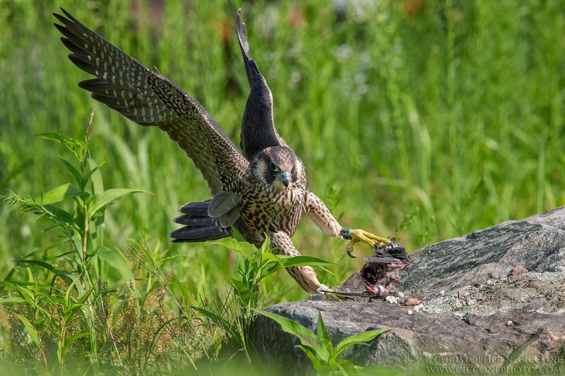 Peregrine Falcon