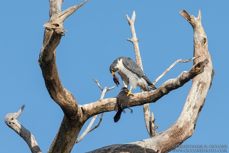 Peregrine Falcon