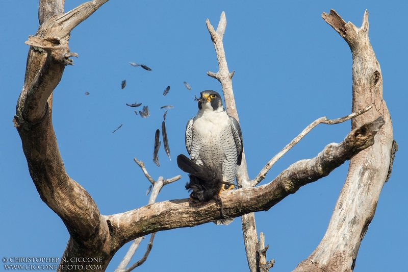 Peregrine Falcon