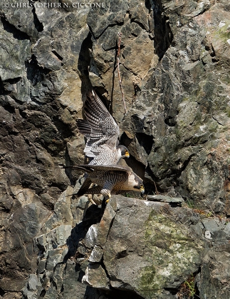 Peregrine Falcon