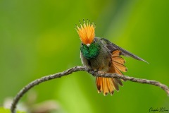 Rufous-crested Coquette