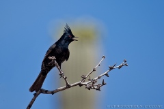 Phainopepla