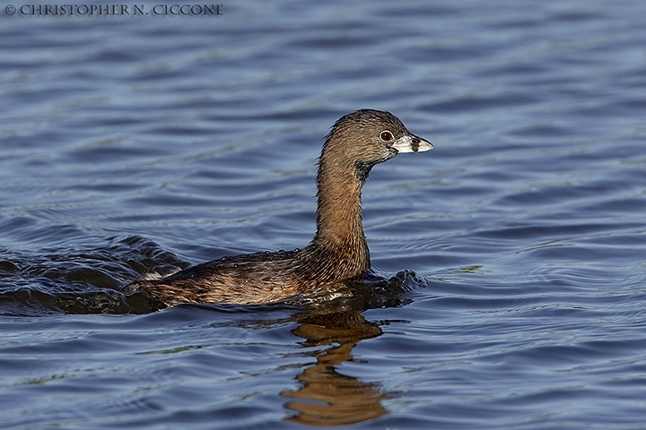 Pied-billed Grebe