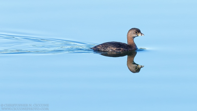 Pied-billed Grebe