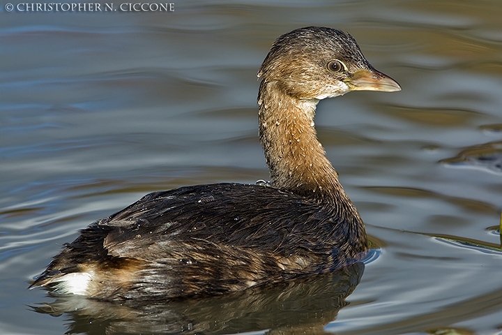 Pied-billed Grebe