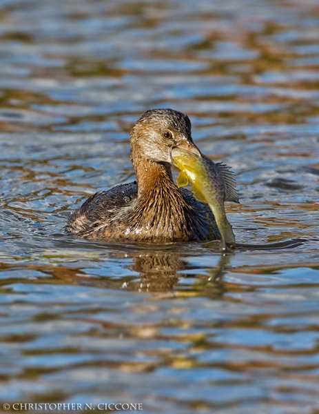 Pied-billed Grebe