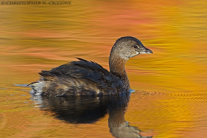 Pied-billed Grebe