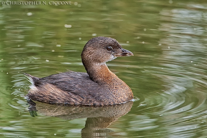 Pied-billed Grebe