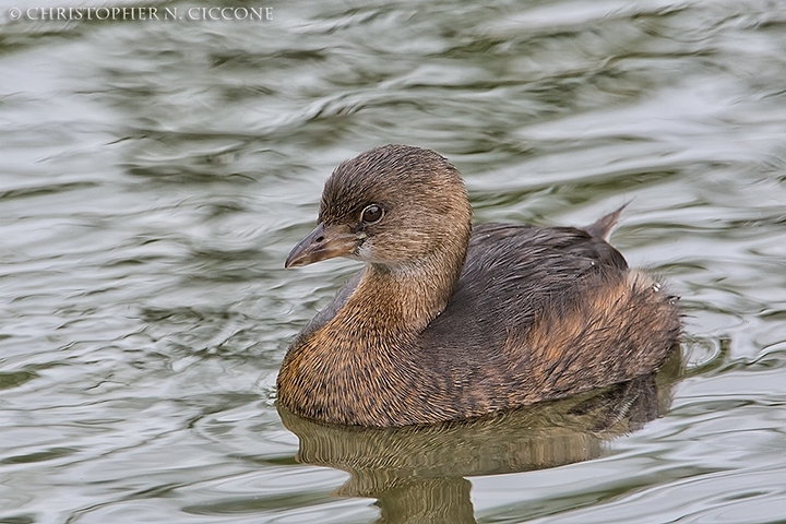 Pied-billed Grebe