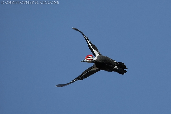 Pileated Woodpecker