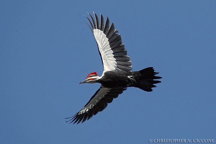 Pileated Woodpecker