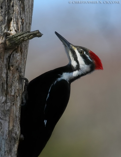 Pileated Woodpecker