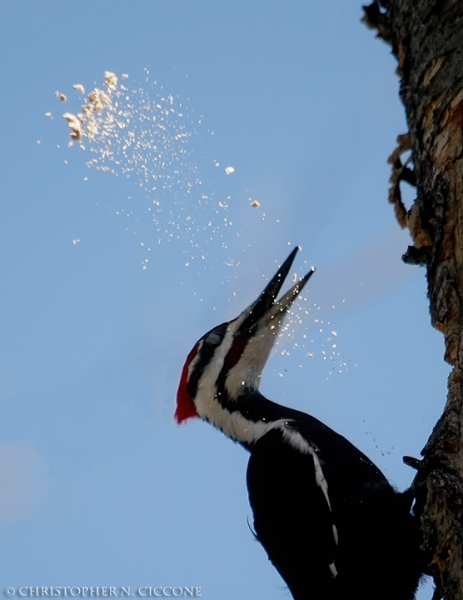 Pileated Woodpecker