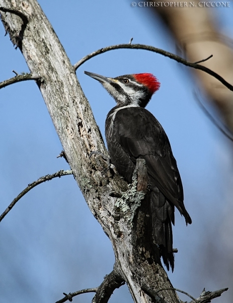 Pileated Woodpecker