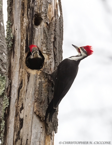 Pileated Woodpecker