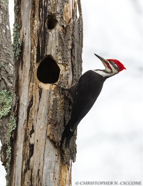 Pileated Woodpecker