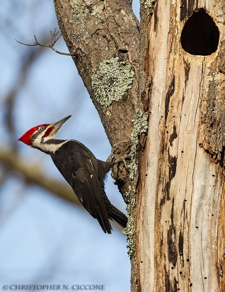 Pileated Woodpecker