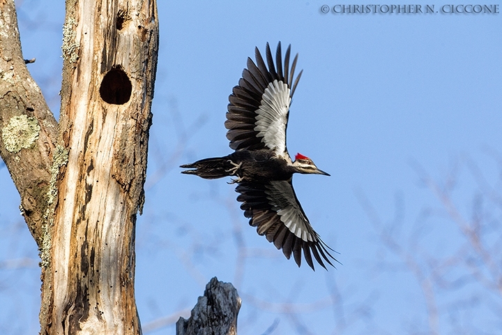 Pileated Woodpecker