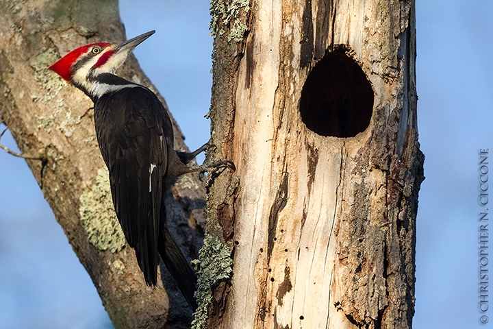 Pileated Woodpecker