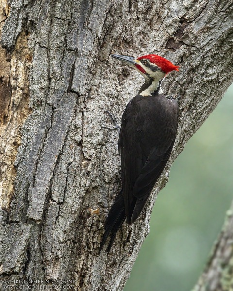 Pileated Woodpecker