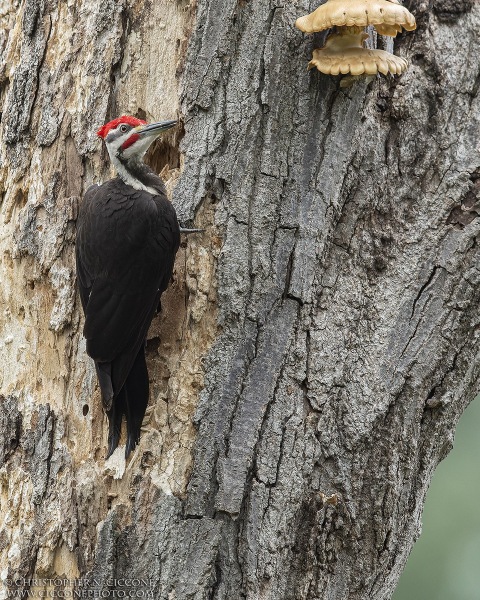 Pileated Woodpecker