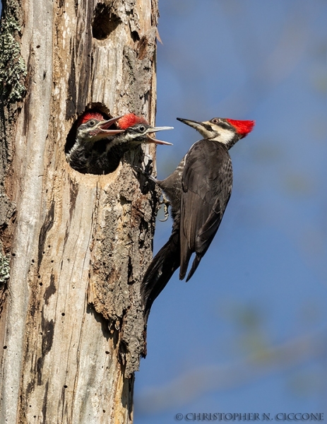 Pileated Woodpecker