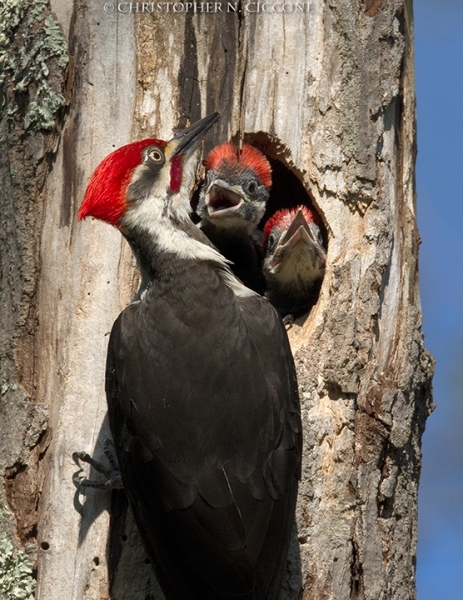 Pileated Woodpecker