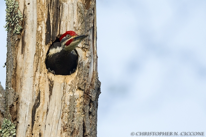 Pileated Woodpecker