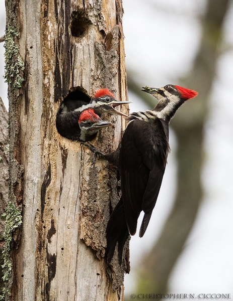 Pileated Woodpecker