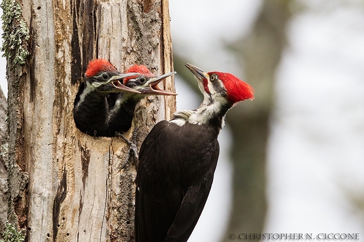 Pileated Woodpecker