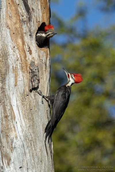 Pileated Woodpecker