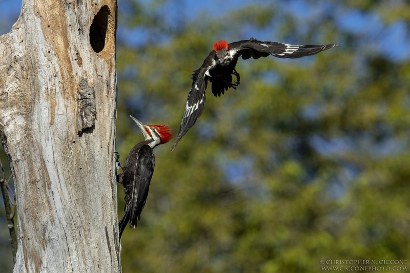 Pileated Woodpecker