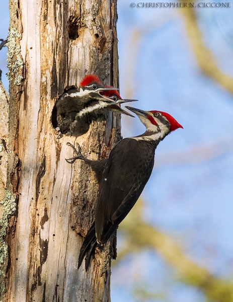 Pileated Woodpecker