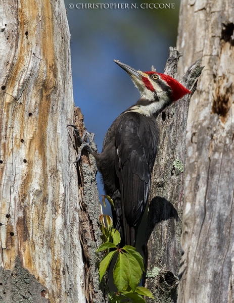 Pileated Woodpecker