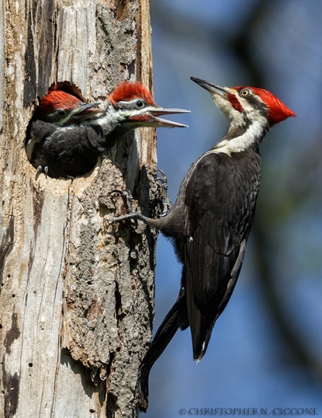 Pileated Woodpecker