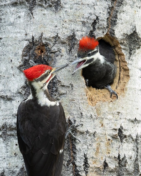 Pileated Woodpecker