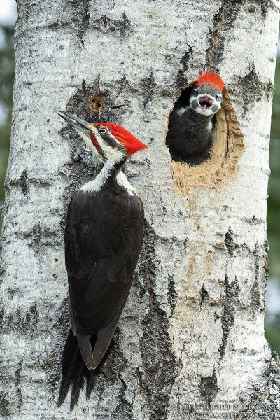 Pileated Woodpecker