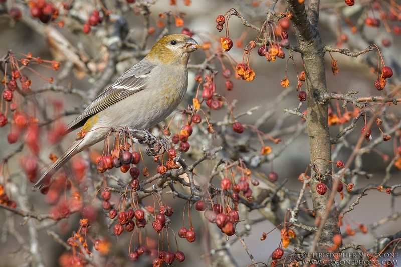 Pine Grosbeak