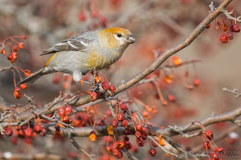 Pine Grosbeak