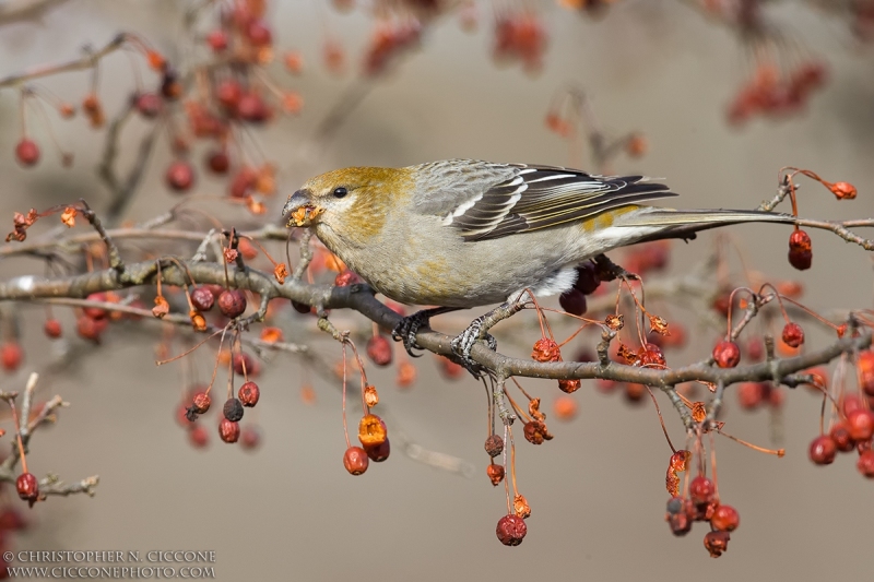 Pine Grosbeak