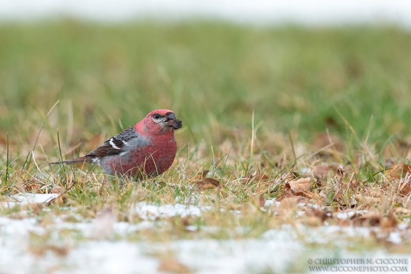 Pine Grosbeak