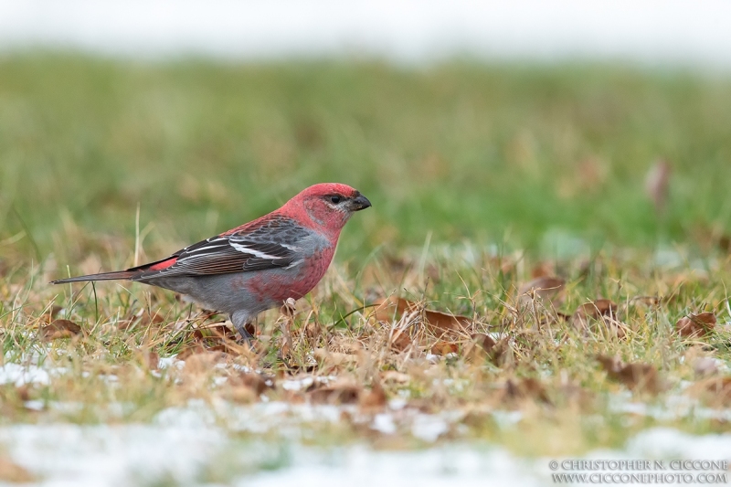 Pine Grosbeak