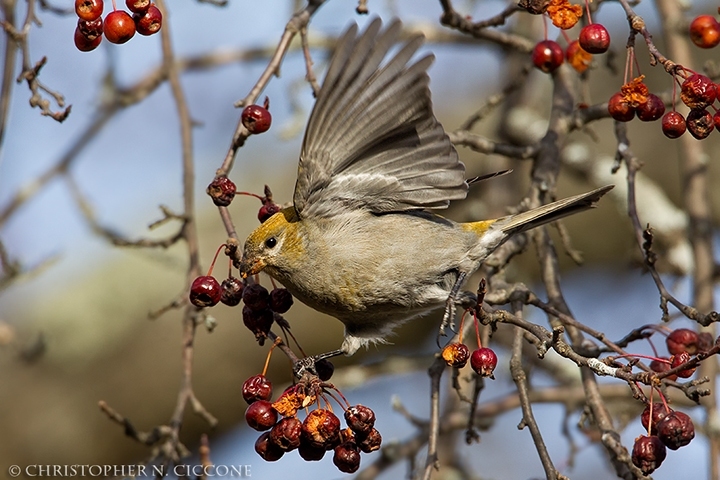 Pine Grosbeak