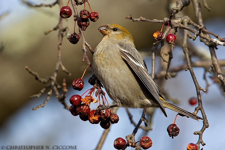 Pine Grosbeak