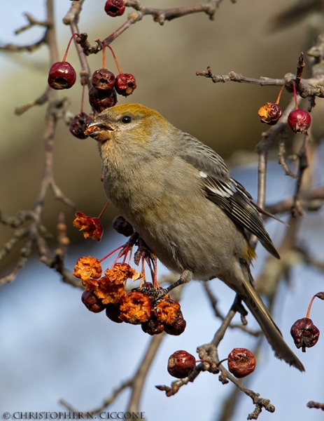 Pine Grosbeak