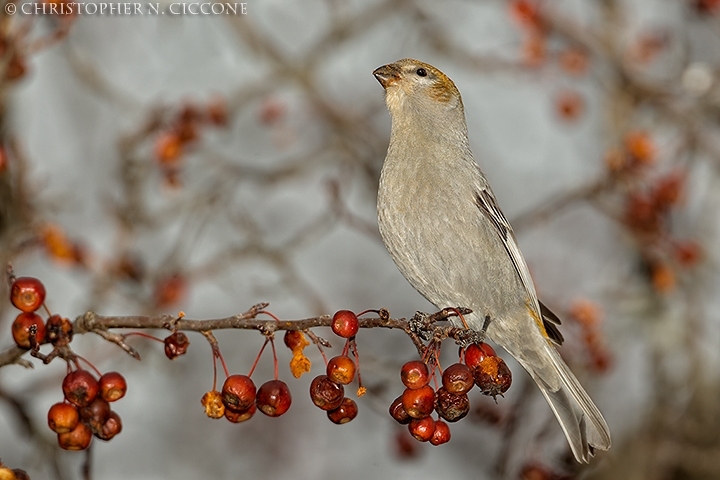 Pine Grosbeak