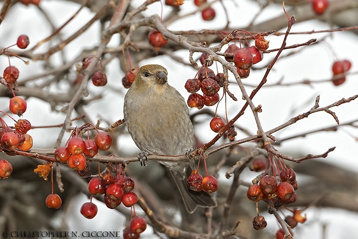 Pine Grosbeak