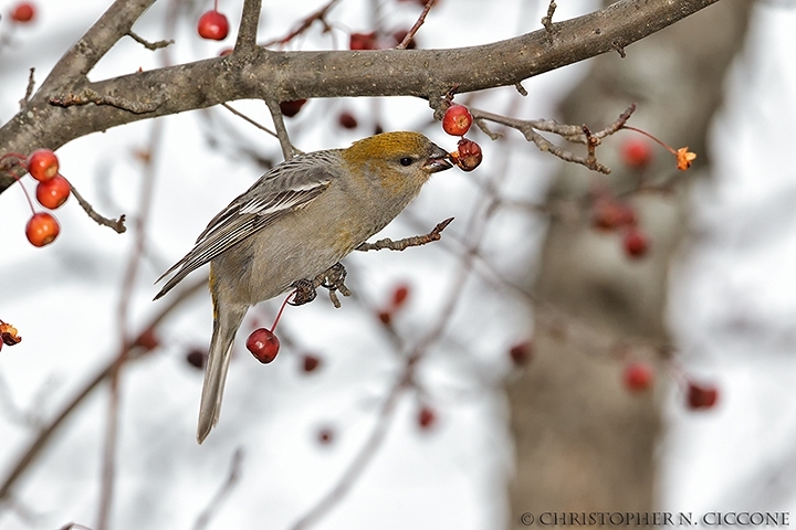 Pine Grosbeak